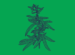 Hemp Botany